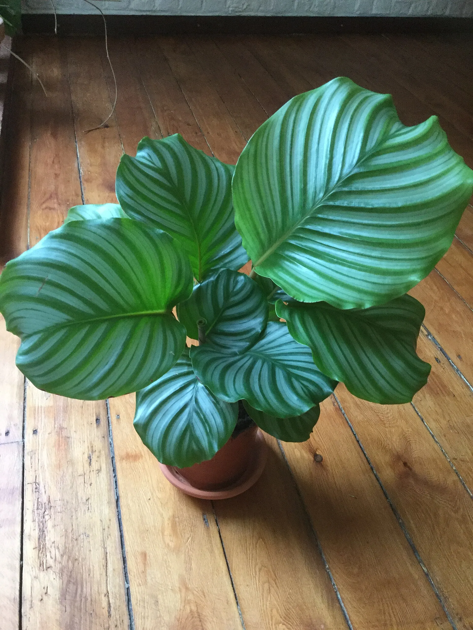 Calathea
