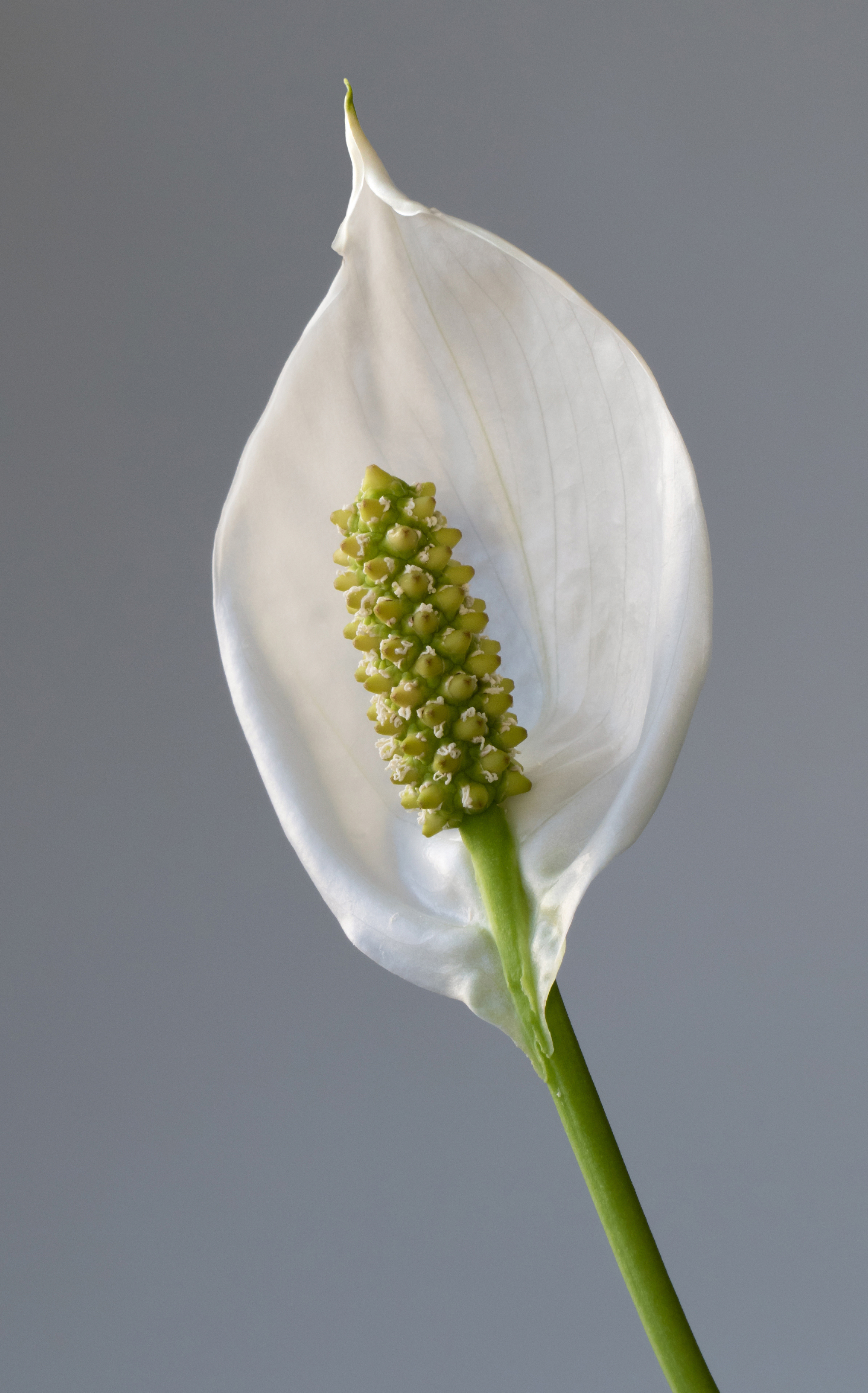 Peace Lily