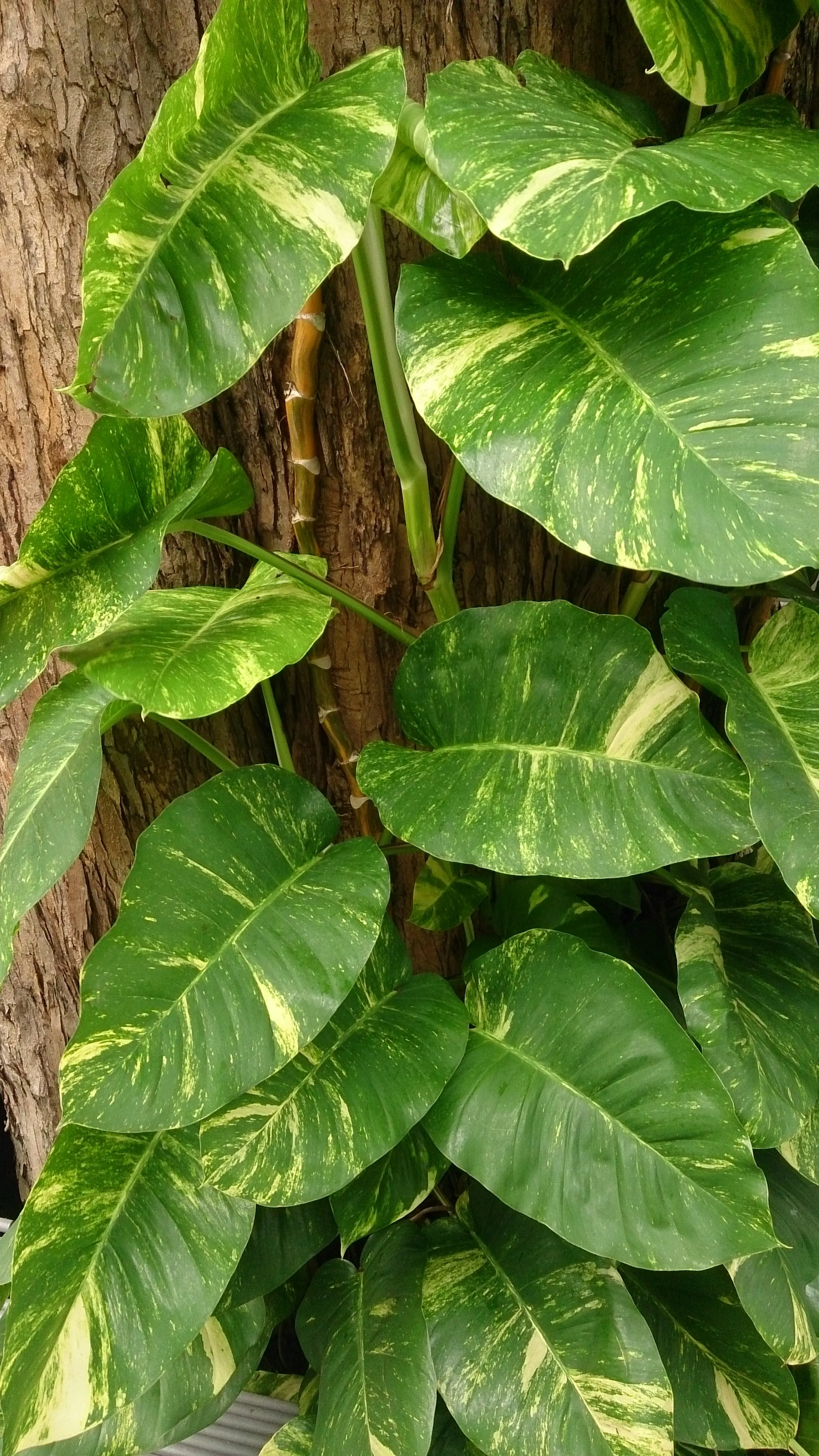 Pothos (Epipremnum aureum)